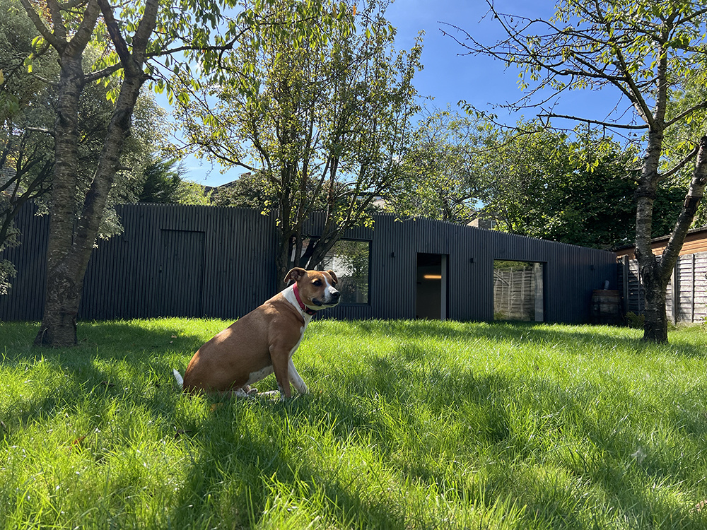 Client's dog in rear garden with garden studio of low energy home in London in background